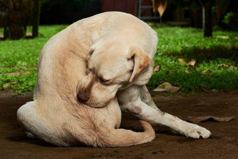 Vì sao thú cưng sạch sẽ vẫn có thể nhiễm ký sinh trùng?