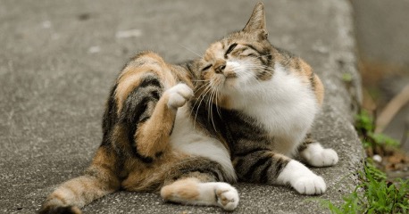 Ký sinh trùng trên mèo có thể lây sang người?